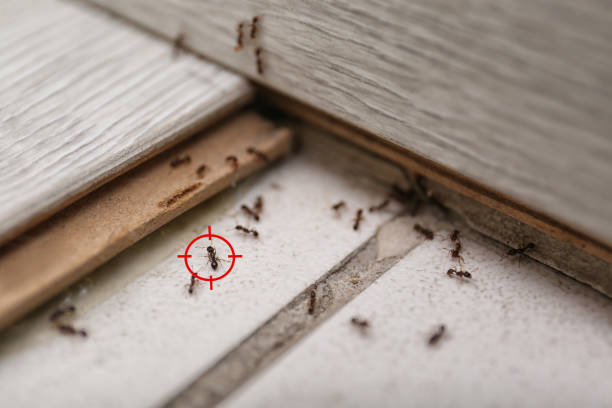 Best Ant Control Services  in Minot, ND