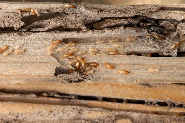 Best Exterminator Services  in Minot, ND